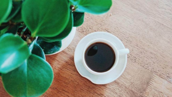 Coffee for Plants: A Surprising Growth Booster?