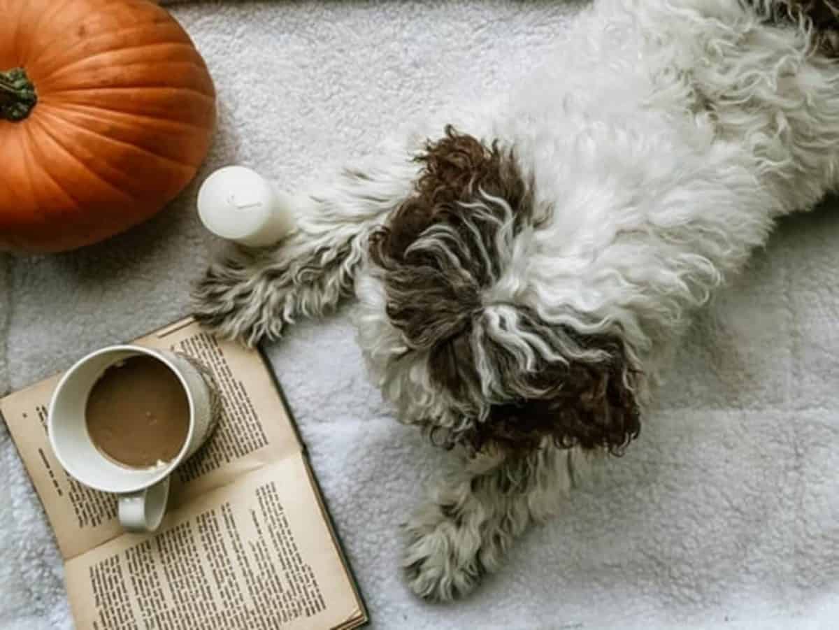 Coffee might be your favorite refreshment drink but for your dog, it is toxic.