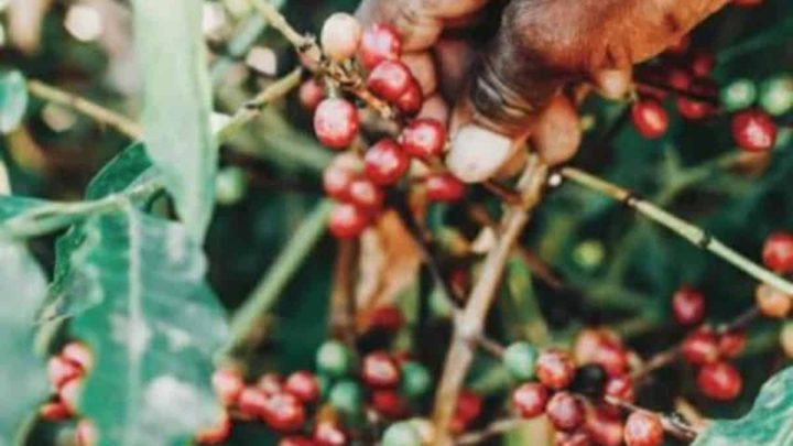 The Richness of Sidama Coffee: A Comprehensive Guide
