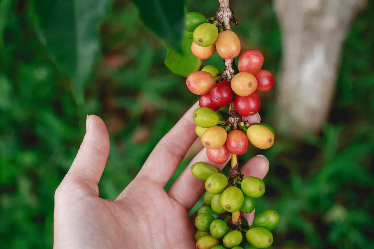 Coffee cherries in different hues of green and red still attached to its tree.