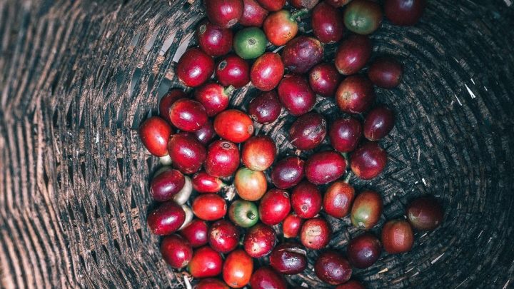 From Bean to Cup: The Ultimate Guide to Colombian Coffee