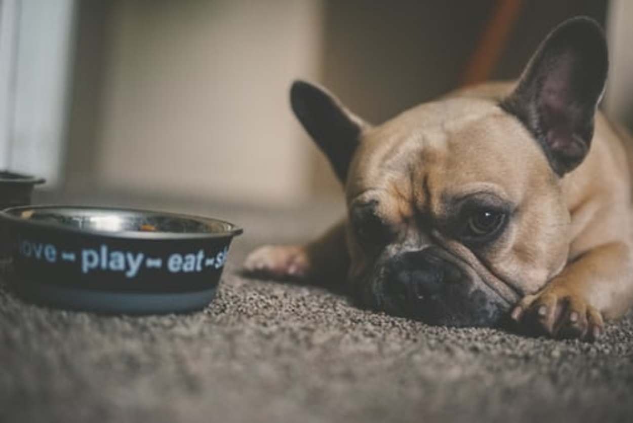 A dog lying on the floor with its food bowl in front of it.