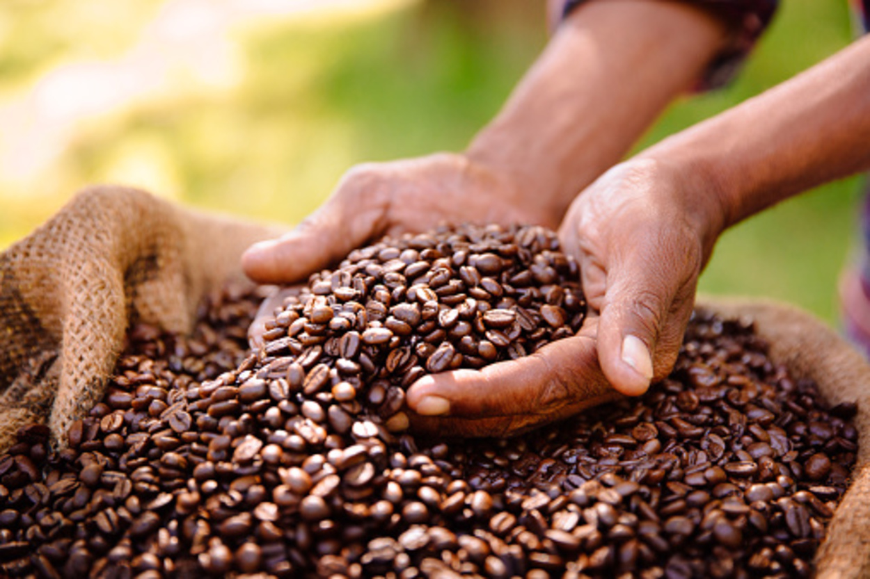 Coffee beans in the hand of producer