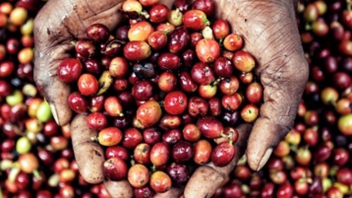 Liberica Coffee: The Origins and Unique Flavor Profile