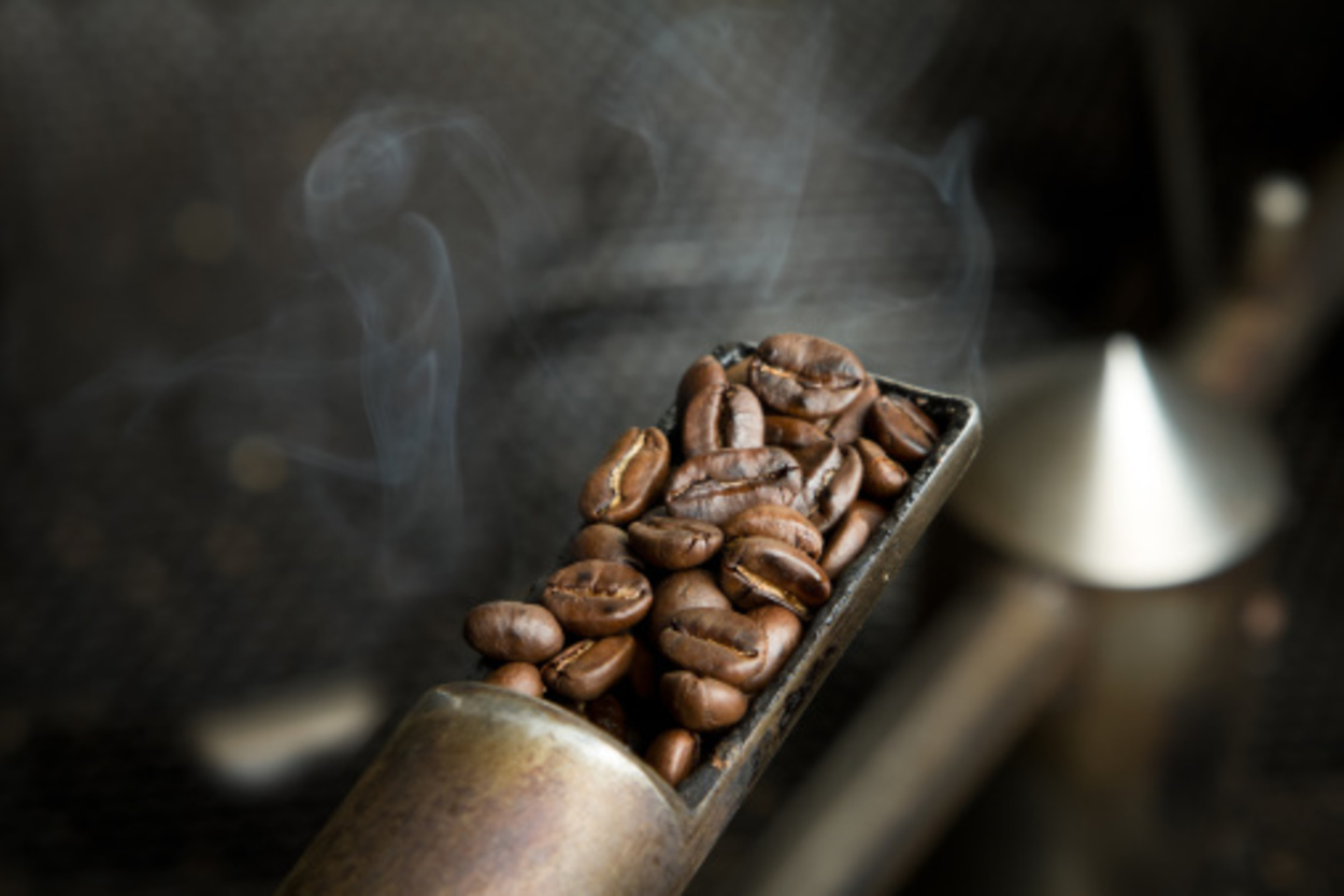 Sample of roasting coffee beans from a commercial roaster.  