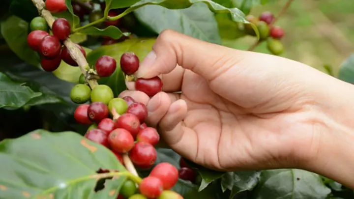 koa coffee beans being picked